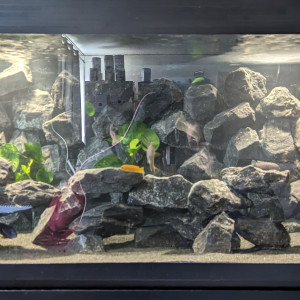 Bac cichlidé - 375 Litres