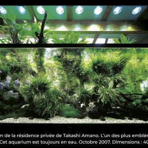 Publication de BlueFlame