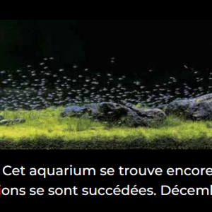 Publication de BlueFlame