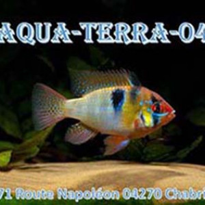 club aquariophilie Aqua-Terra-04