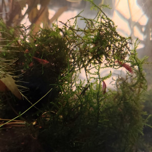 20L