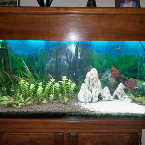 Aquarium