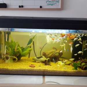 Aquarium communautaire poissons passifs