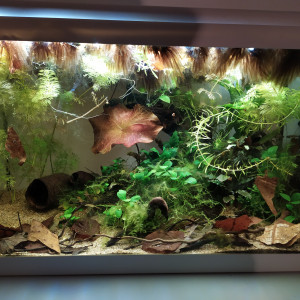 40L killies