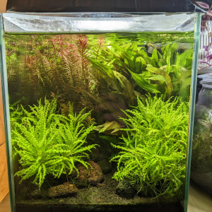 Nano Red Cherry