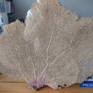Publication de cotentinois