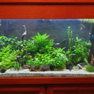 Aqua 200