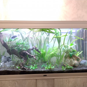 aquarium 296 L brut