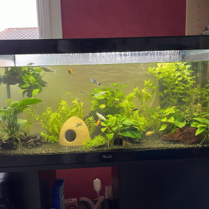 Aquarium 100L