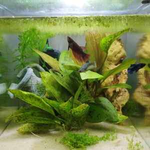 Femelles Betta
