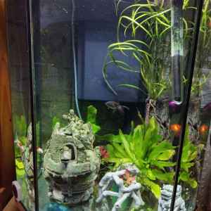 Poissons Japonais