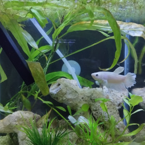 Betta half-moon blanc