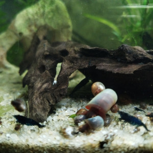 Crevettes blue vervet