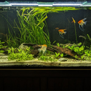 Aquarium 500L