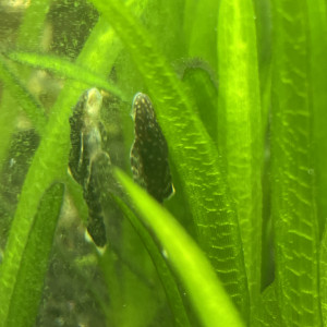 Poisson ancistrus