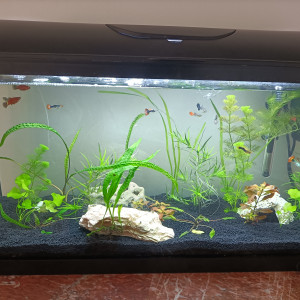 Aquarium principal