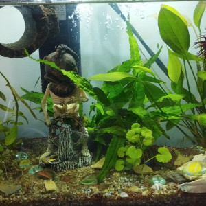 Aquarium de Gunter le combattant crowntail