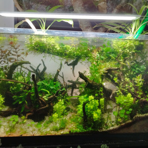 Fangorn Forest Low tech arrêté le 9 mai 2024