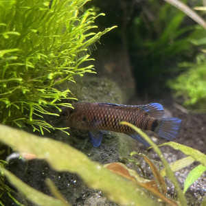 Publication de Rasbora34