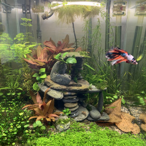 Snowy 60 litre