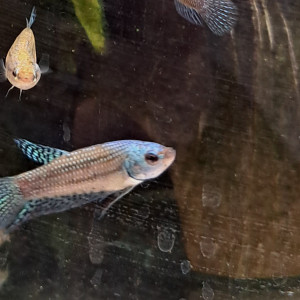 Bettas alien femelles