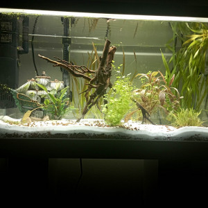 Aquarium 60L