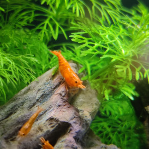 Bac Neo Orange Sunkist