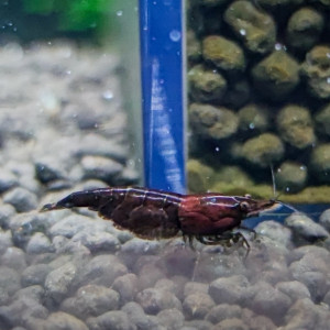 Bac Neo Red Onyx