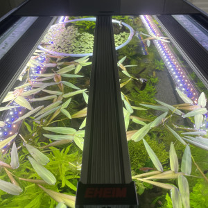 Publication de Rasbora34