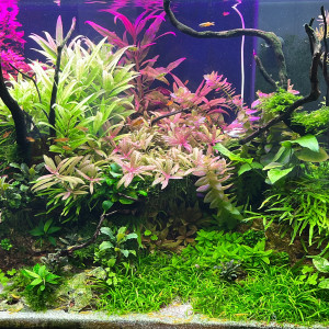 Jungle