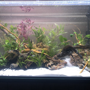 Premier vrai hardscape