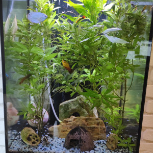Aquatlantis