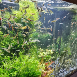 BAC GUPPYS  ET CREVETTES 100 L