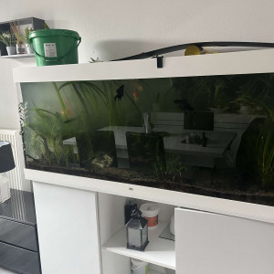 Juwel 450l