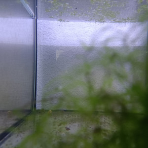224 05 Jeune Fundulopanchax scheeli