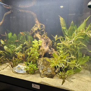 Aquatower 120 Puntius