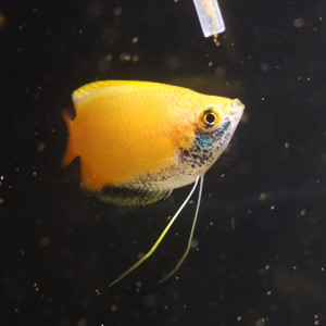 Publication de MarleneMLX