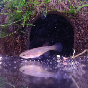 Publication de Killi26