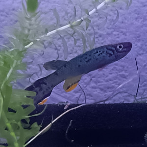 233 01 Couple Fundulopanchax scheeli