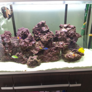 Vend aquarium eau de mer + pierre vivantes + pompe