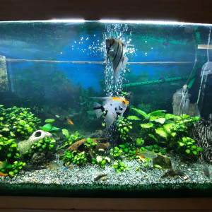 Tropicaux Juwel 340 L