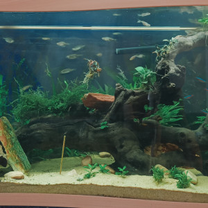 Aquarium Cap Horn 218L