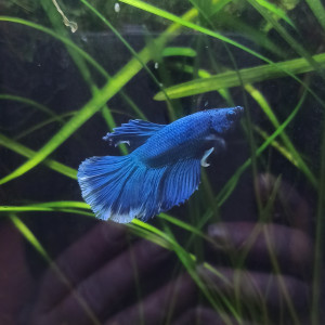 Publication de shanganagh-takhisis