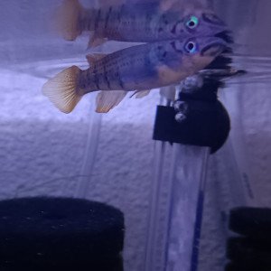 Publication de Killi26