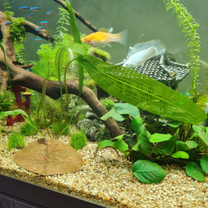 1er Aquarium