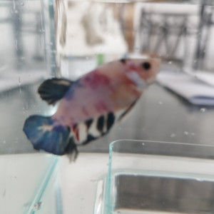 Publication de Betta1