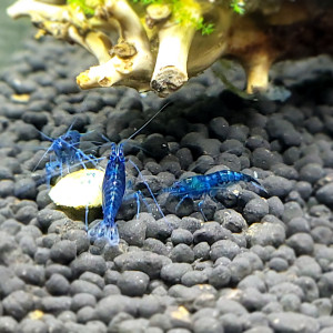 Mes Blue velvet