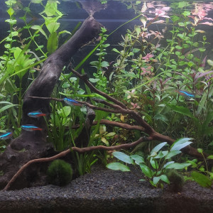 54L