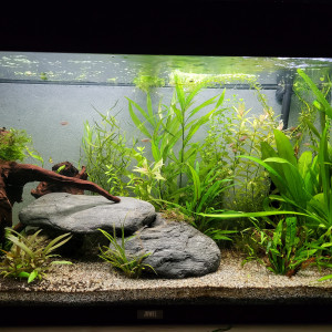 Mon aquarium