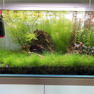Caridina tank